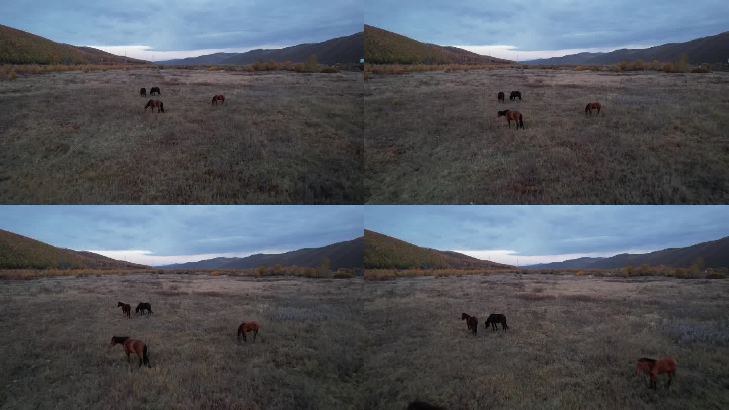 航拍内蒙古阿尔山秋天清晨草原上的马匹
