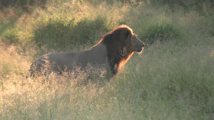 背光壮丽的狮子跑在高大的草在小慢跑在土路