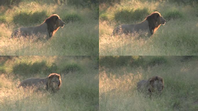 背光壮丽的狮子跑在高大的草在小慢跑在土路