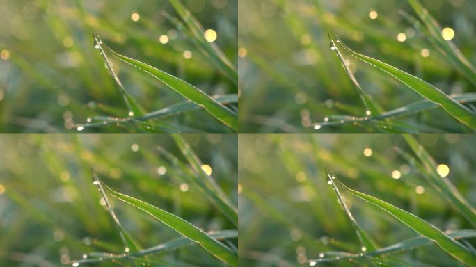 4K清晨小草上的露珠唯美空镜意境实拍视频