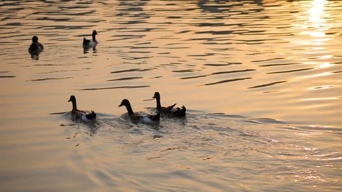 鸭子在湖水中游泳农村乡村白鸭养小鸭子养殖