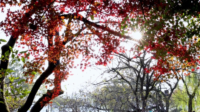 阳光穿过秋天色彩鲜艳的枫叶