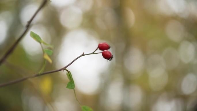 树枝上有两个玫瑰果。红色水果与秋天的背景。
