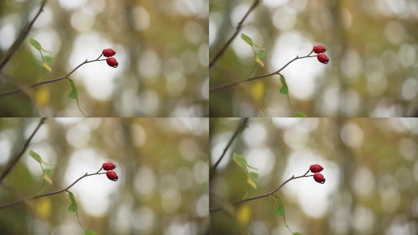 树枝上有两个玫瑰果。红色水果与秋天的背景。