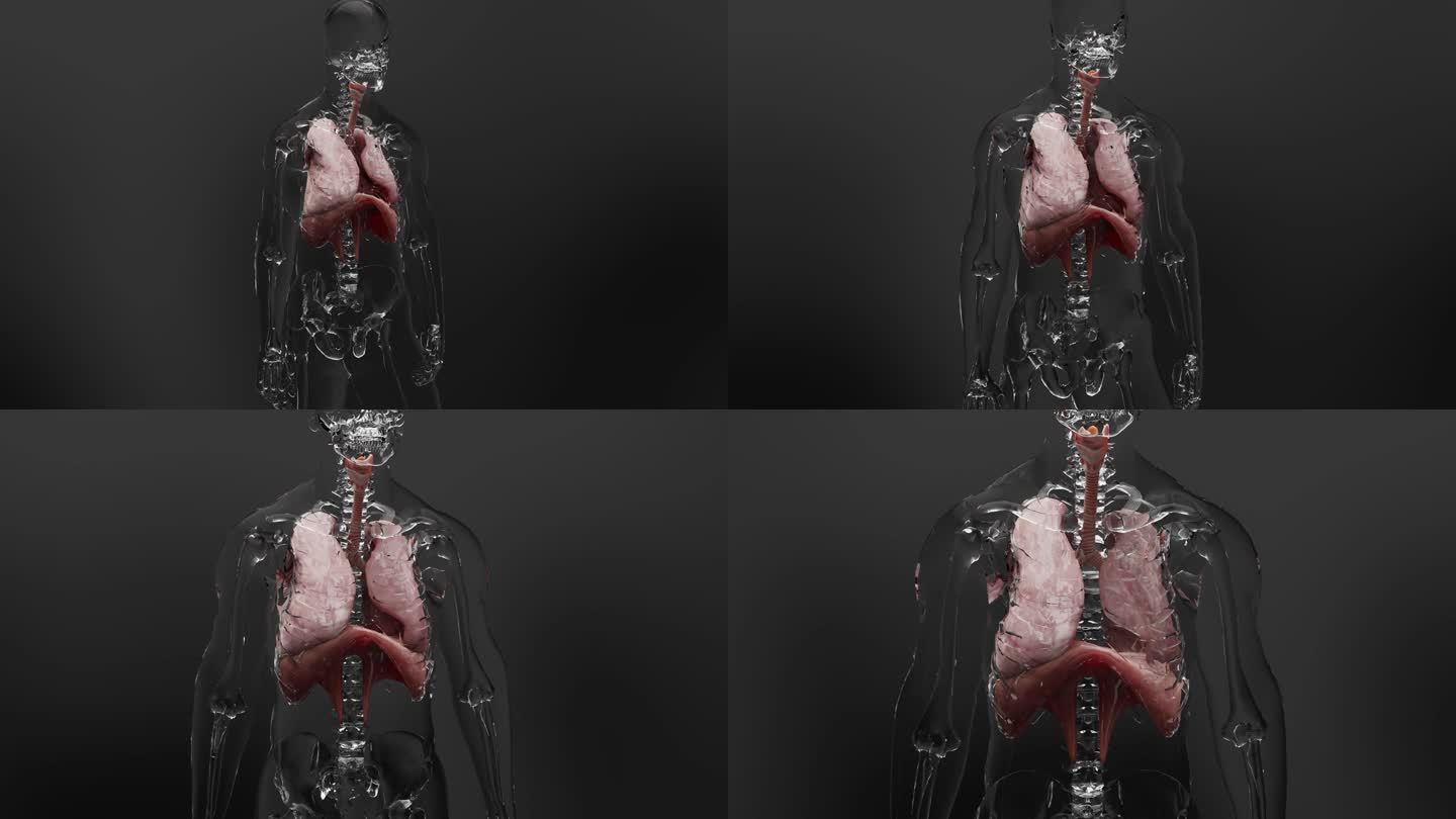 人体呼吸系统肺解剖动画概念。可见肺，肺通气，呼吸人，吸气和呼气，逼真的高品质3d医疗渲染