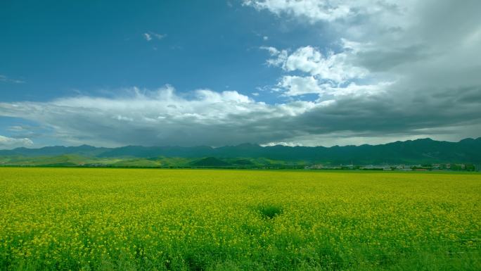 油菜花延时