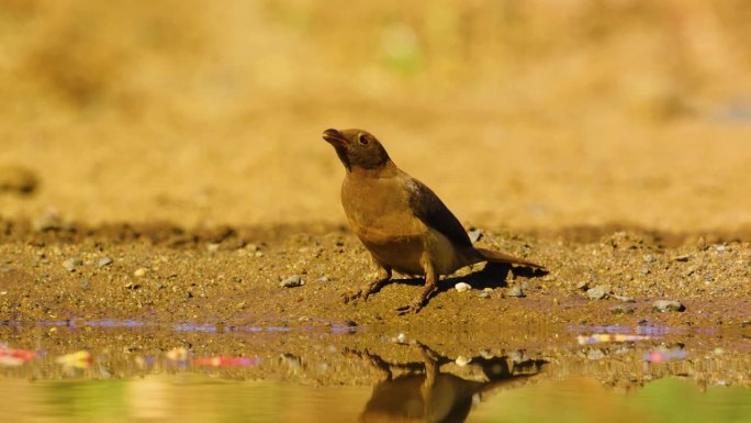 图为一只红嘴牛椋鸟(Buphagus erythrorynchus)在池塘里喝水