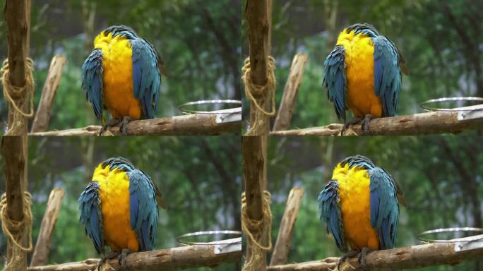 在泰国曼谷的一家动物园里，一只蓝金相间的金刚鹦鹉栖息在笼子里的人造栖木上，忙着整理自己的背部羽毛。