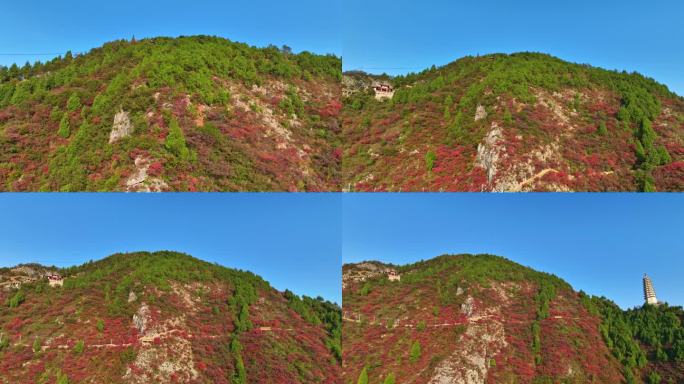 三峡红叶