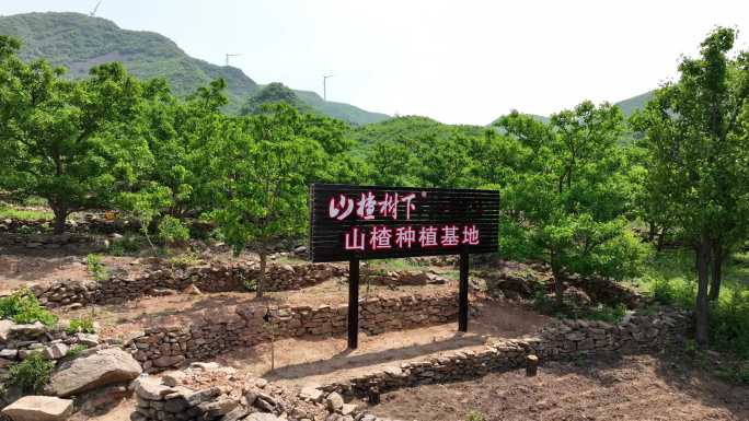 秦皇岛青龙满族自治县山楂树下种植基地