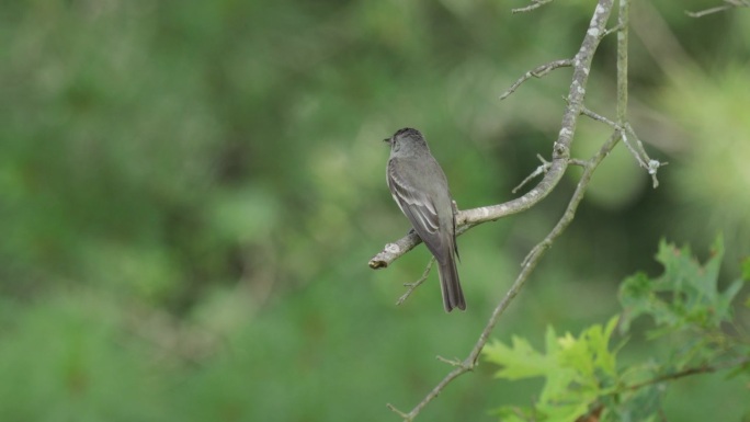 Eastern Wood-Pewee，华盛顿特区