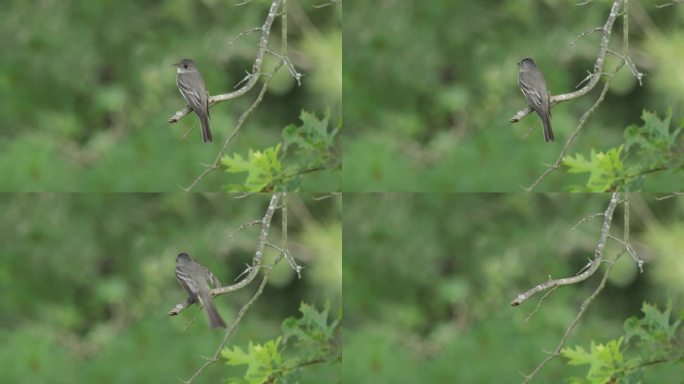 Eastern Wood-Pewee，华盛顿特区