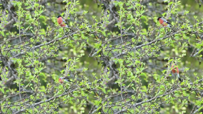 爱沙尼亚春天的一天，红腹灰雀正在吃树叶，然后飞走了