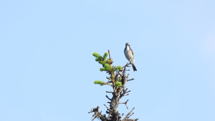 在库萨莫附近的北部森林里，色彩斑斓的雄性红腹蓝尾鹦鹉在一棵云杉顶上唱歌
