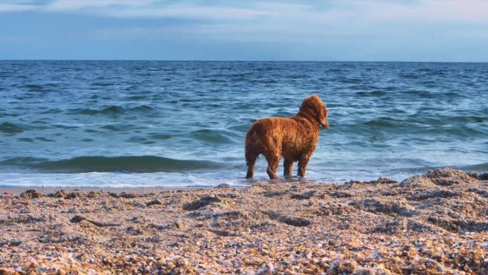 在黑海岸边，一只西班牙猎犬在哼哼、洗澡和吠叫。