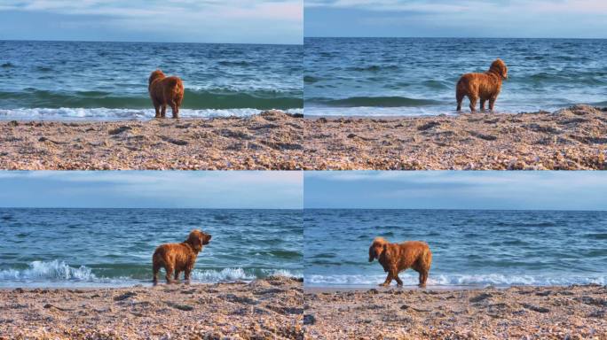 在黑海岸边，一只西班牙猎犬在哼哼、洗澡和吠叫。