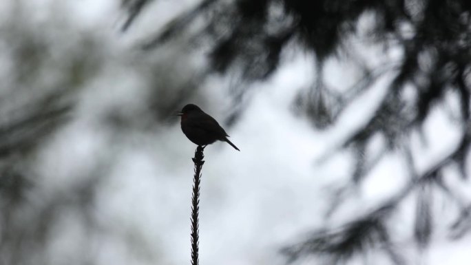 知更鸟的剪影栖息在树顶和歌唱在一个春天的晚上在爱沙尼亚的北方森林
