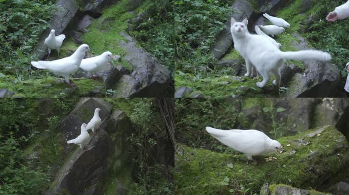 鸽子喂食 一群白色鸽子 白猫