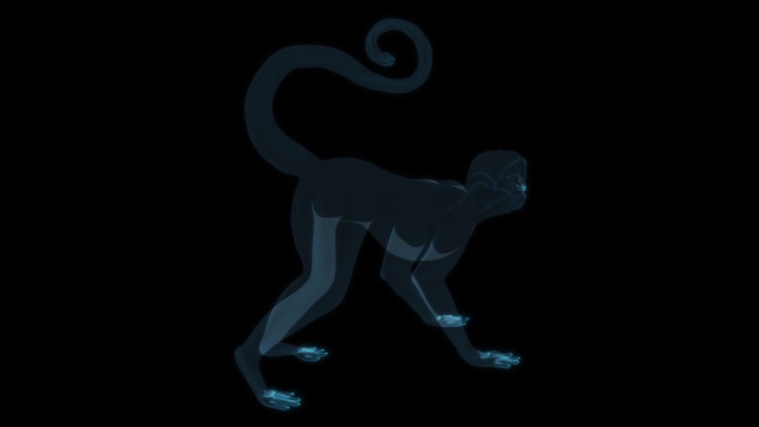 猴子 金丝猴热带雨林猿猴猿人狒狒猩猩猿人
