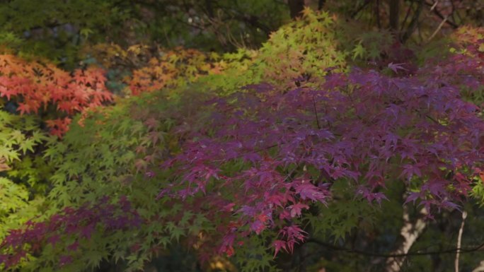 山上长满了树红枫素材金秋时节山林光影