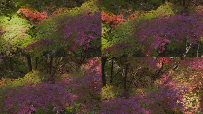 山上长满了树红枫素材金秋时节山林光影