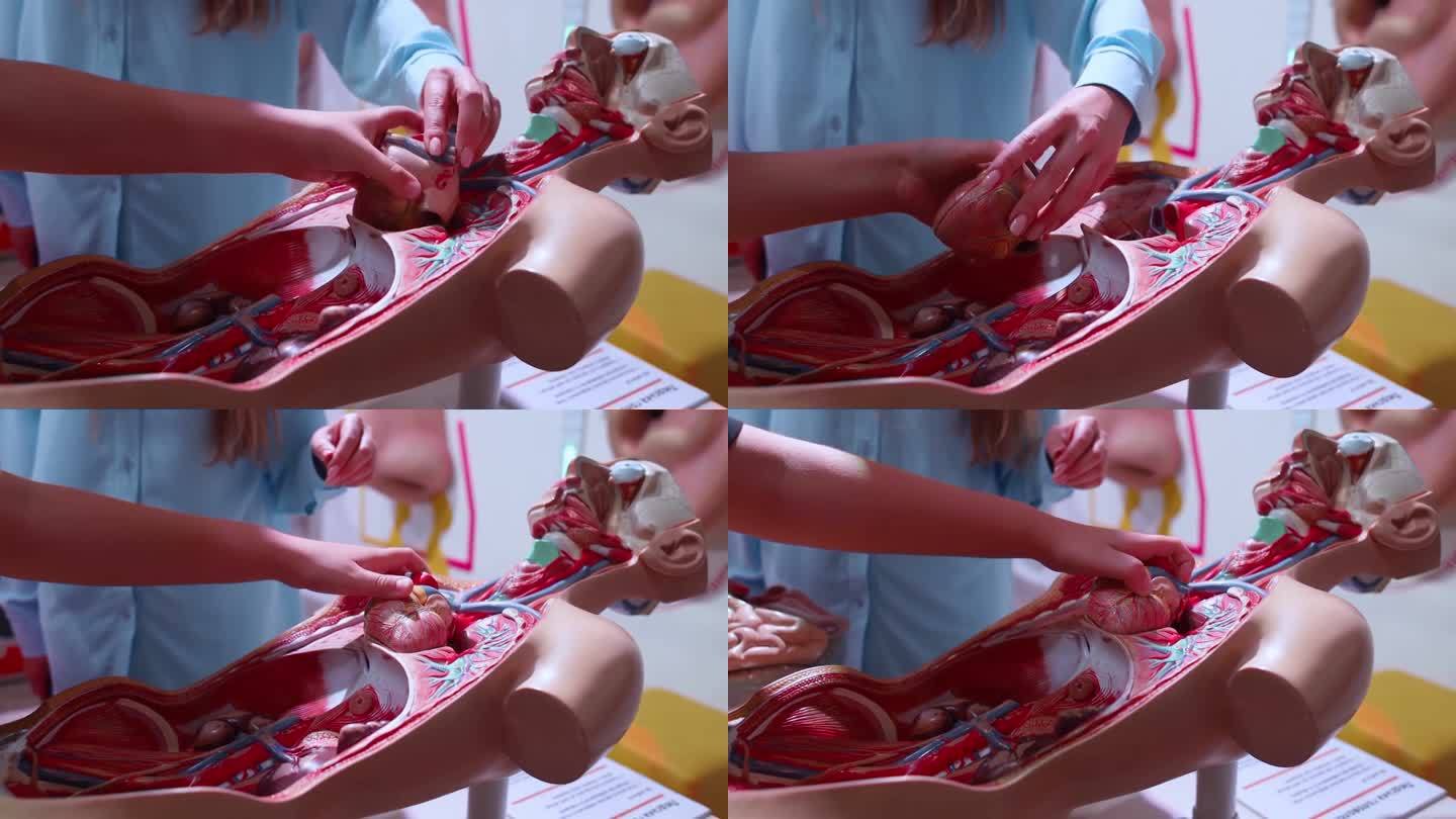 医学人体模型。心脏和心血管系统的塑料模型特写。模拟显示了心室、动脉和静脉。培训医生和医务人员。