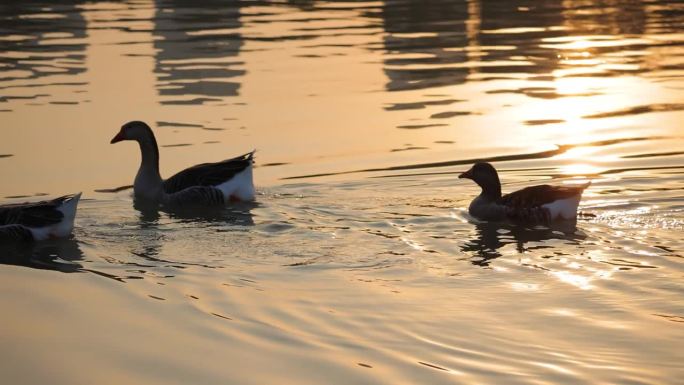 鸭子在湖水中游泳农村振兴乡村养小鸭子养殖