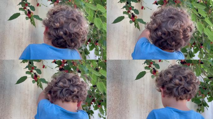 男孩正在吃树上的桑葚
