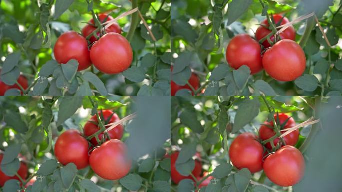 4K实拍，阳光下红色小番茄，新现代农业。