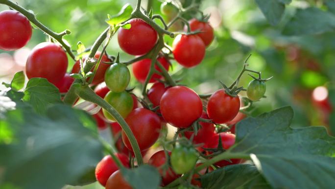 4K实拍，农科院种植基地红色小番茄圣女果