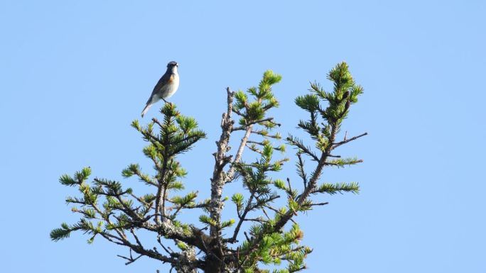 在库萨莫附近的北部森林里，色彩斑斓的雄性红腹蓝尾雀在一棵云杉顶上唱歌，然后飞走了