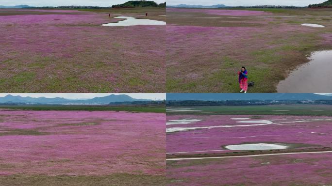 航拍江西鄱阳湖蓼子花海风光