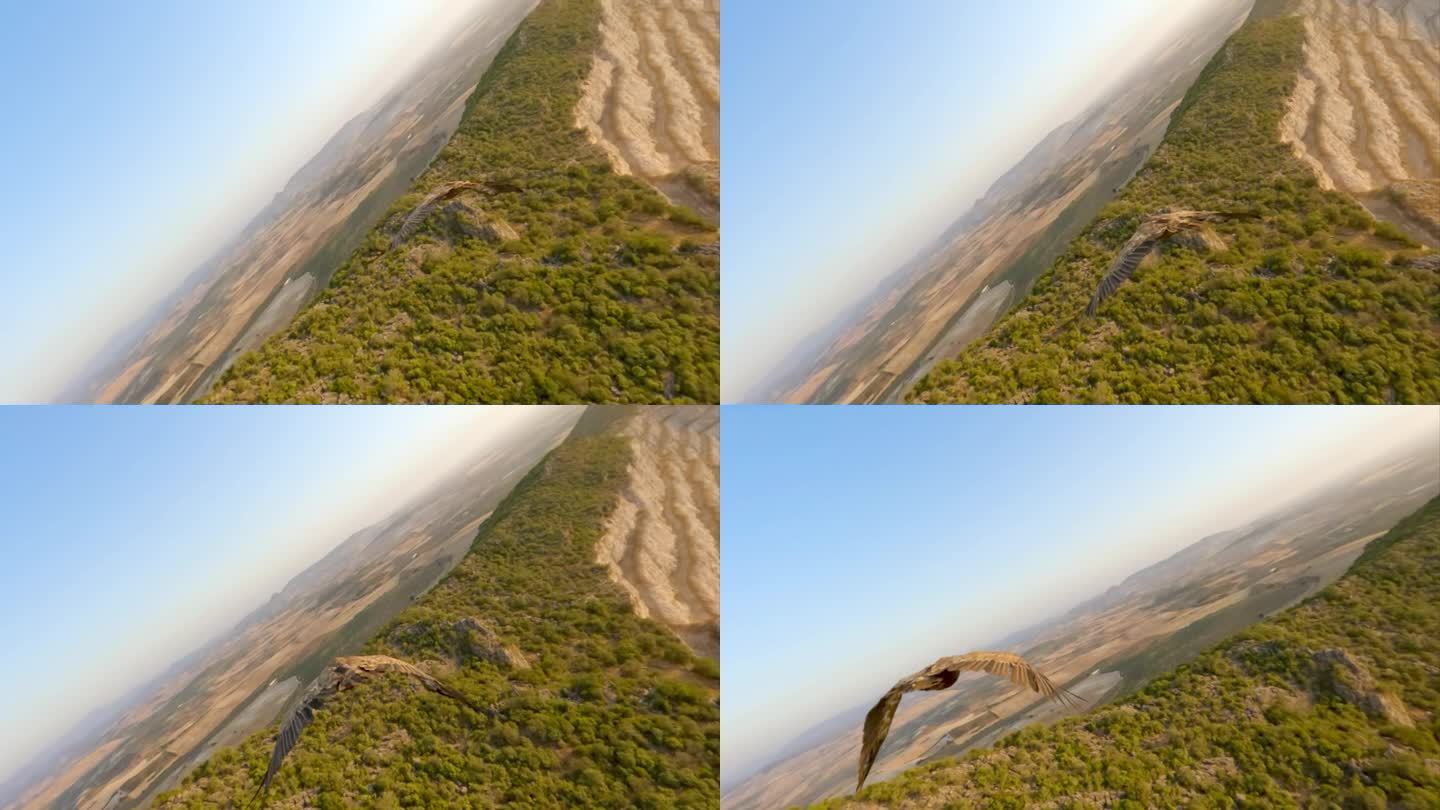 格里芬秃鹫(Gyps Fulvus)在飞行中近距离拍摄慢动作240fps