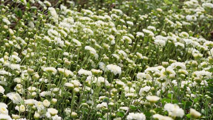 4K实拍阳光下农科院种植基地白色小菊花。