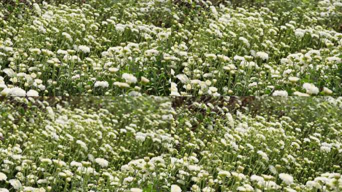 4K实拍阳光下农科院种植基地白色小菊花。