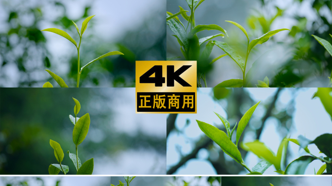 茶叶春茶茶芽生长嫩芽春天绿茶茶山茶叶采摘