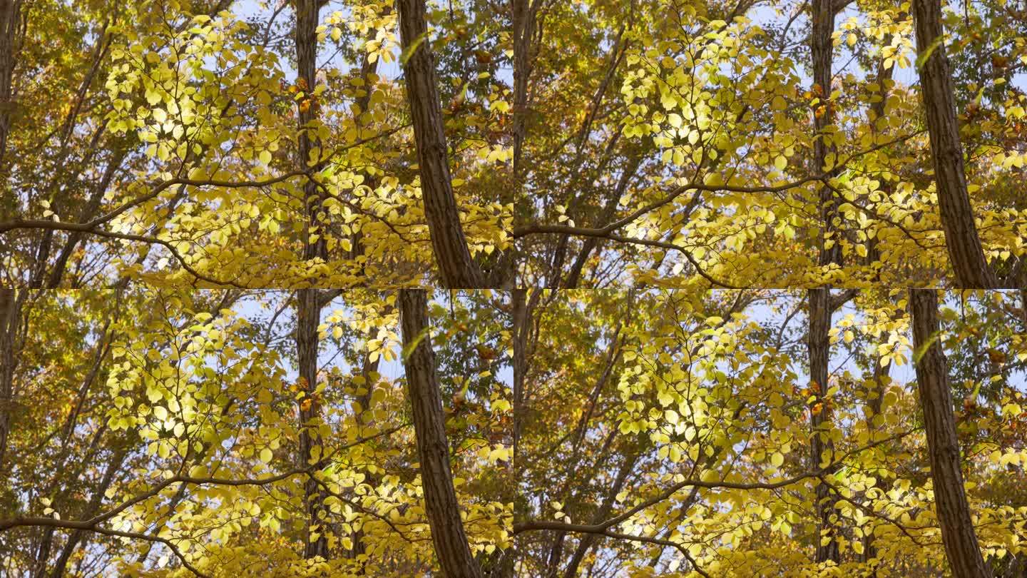 山上长满了树野外山林金秋时节金黄树叶