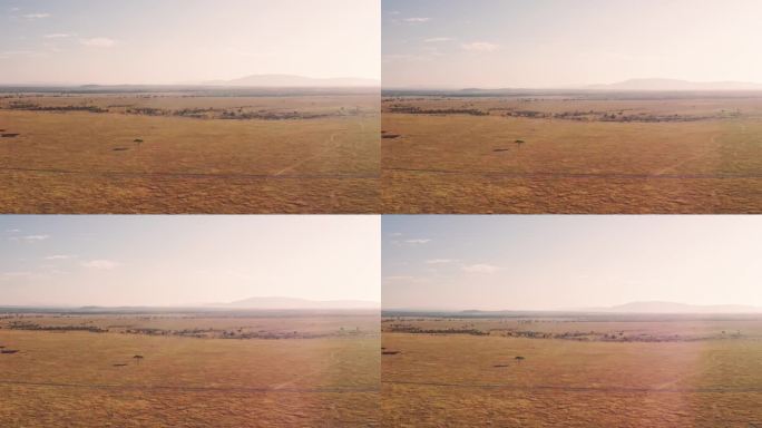 空中无人机拍摄的非洲马赛马拉景观:稀树草原、草原、金合欢树，肯尼亚马赛马拉国家保护区的高空景观，广角