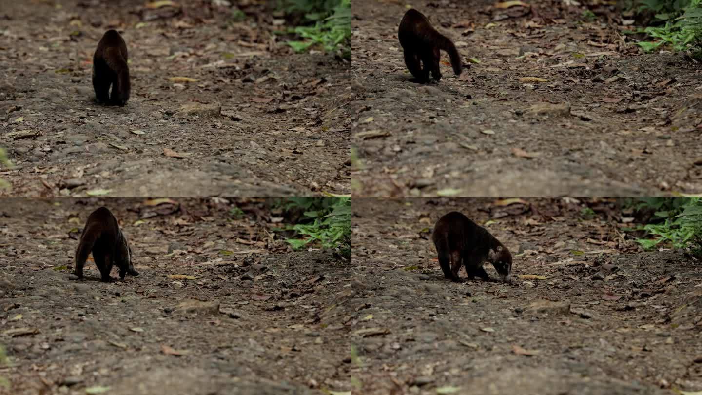 白鼻浣熊，巴拿马视频素材