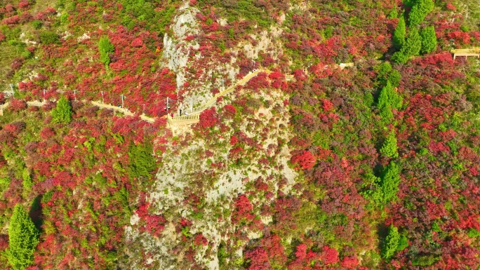 三峡红叶