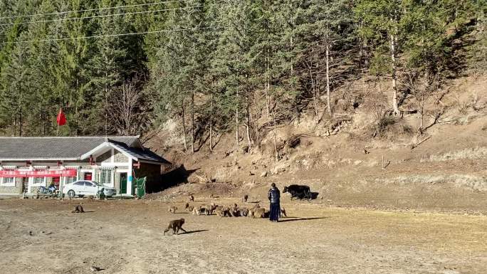 人喂猴子 动物 一群猴子 喂养 户外