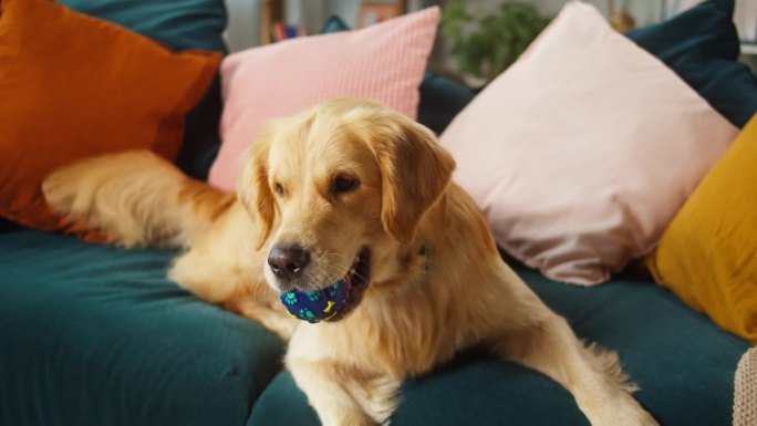 金毛猎犬接球特写。狗狗躺在客厅的沙发上，看着镜头摆姿势。快乐家养动物概念，最好的朋友，小狗在家放松。