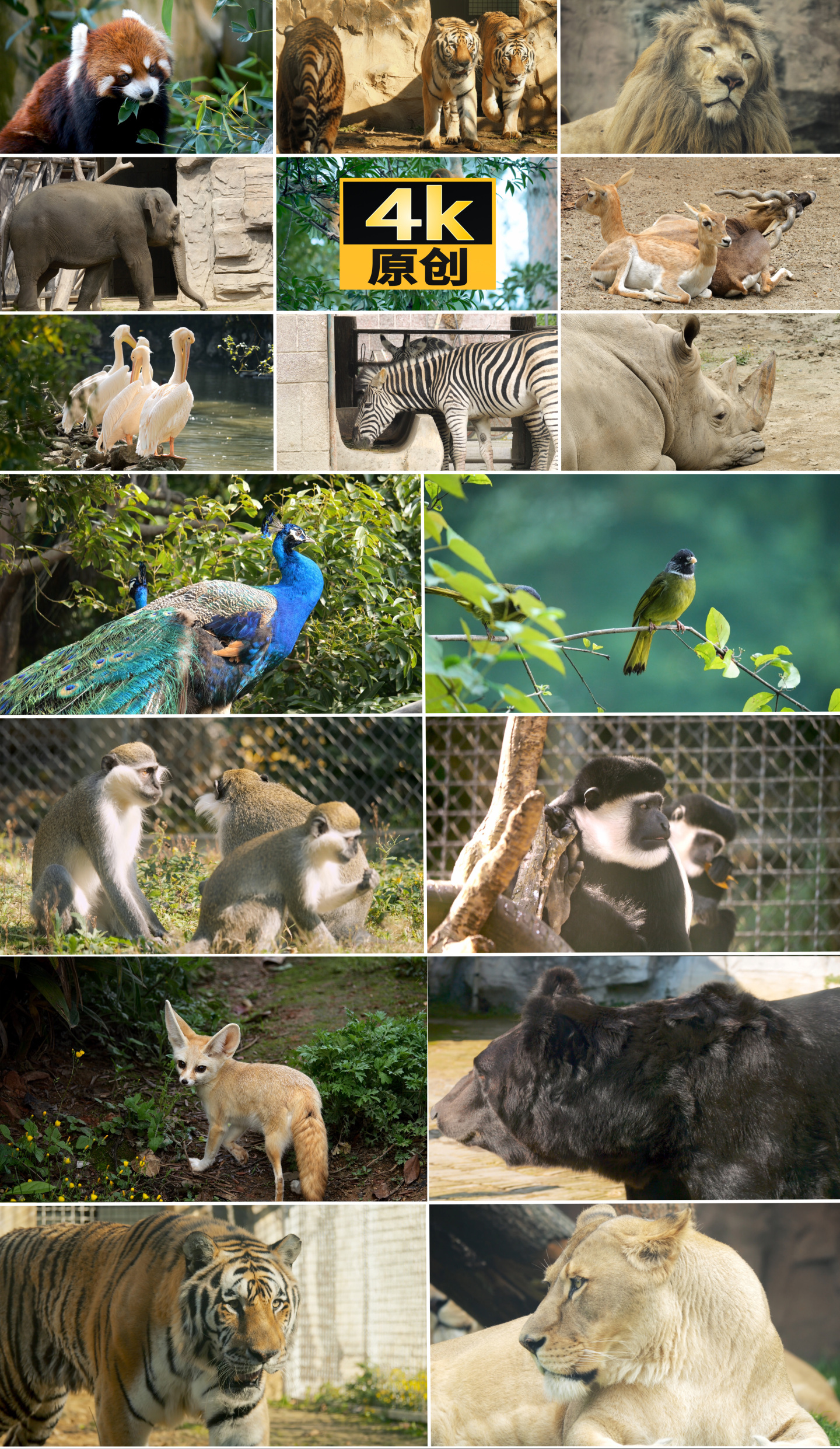 动物自然动物园大熊猫狮子老虎大象犀牛斑马