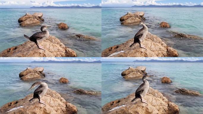 海鸟鸬鹚在海上的石头上。高品质4k画面
