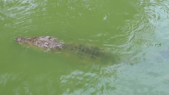 淡水尼罗河鳄潜伏在浑浊的水中，头露出水面