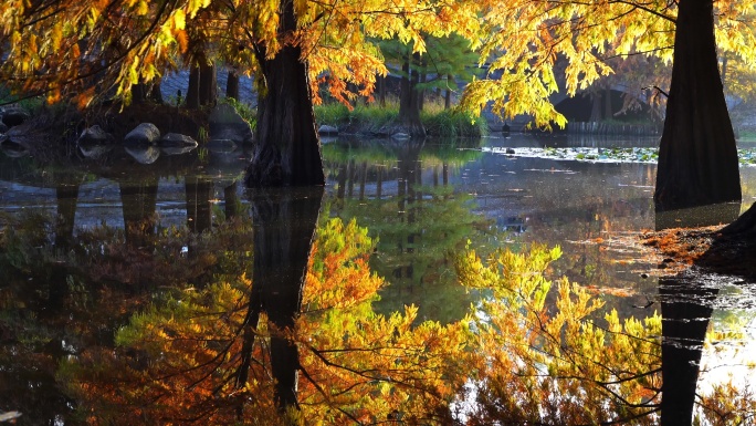 秋天南京燕雀湖落羽杉森林水中金色反射倒影