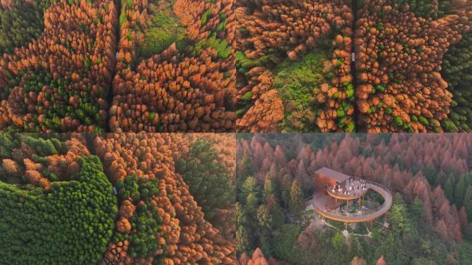 重庆南川山王坪森林公园平分秋色航拍