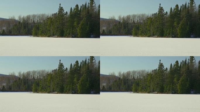 冬天生长在冰冻湖岸边的针叶树