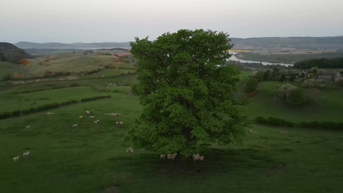 一棵雄伟的橡树傲然矗立在苏格兰高地风景如画的牧羊田中。可爱的小羊自由漫游。适合农业、自然和旅游项目。