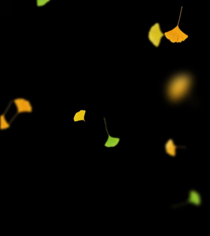 秋冬季节银杏树叶飘落竖版素材